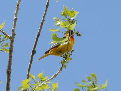 BULLOCK'S ORIOLE