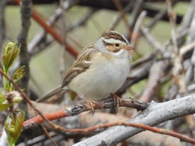 CLAY-COLORED SPARROW