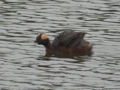 HORNED GREBE