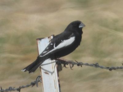 LARK BUNTING (male) 