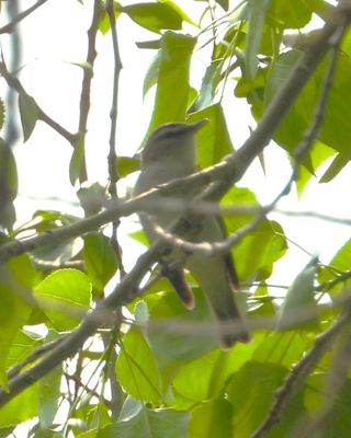 RED-EYED VIREO