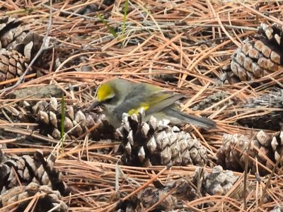GOLDEN-WINGED WARBLER (female)