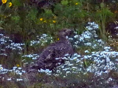 DUSKY GROUSE