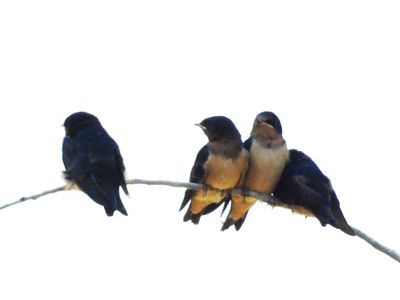 BARN SWALLOW (juv)