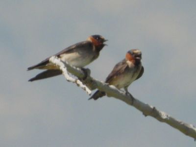 CLIFF SWALLOW (adult)