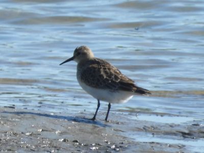 BAIRD'S SANDPIPER