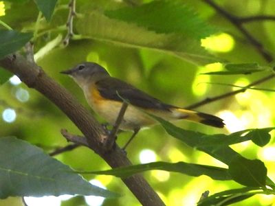 AMERICAN REDSTART (female)