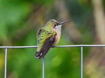 CALLIOPE HUMMINGBIRD (female fype)