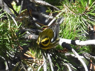 TOWNSEND'S WARBLER (female)