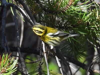 TOWNSEND'S WARBLER