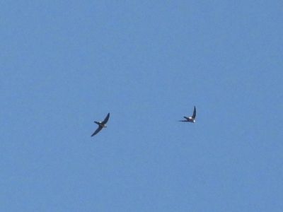 WHITE-THROATED SWIFT