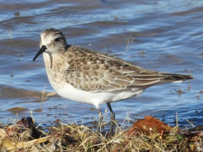 BAIRD'S SANDPIPER