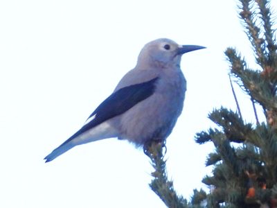 CLARK'S NUTCRACKER