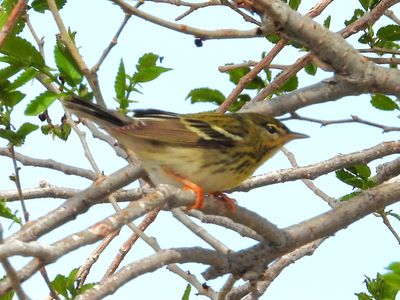 BLACKPOLL WARBLER (female)