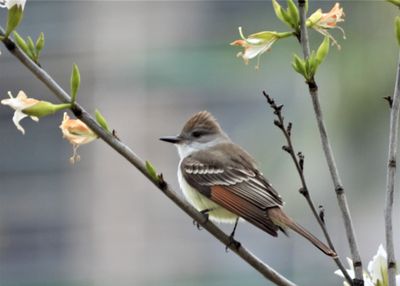 ASH-THROATED FLYCATCHER