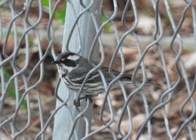 BLACK-THROATED GRAY WARBLER (female)