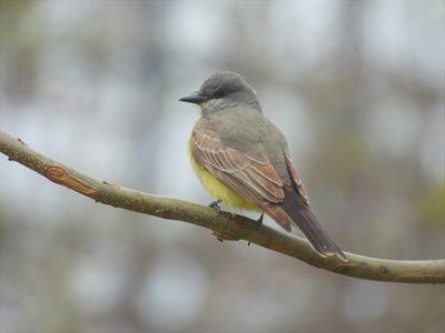 CASSIN'S KINGBIRD