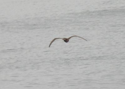 BROWN BOOBY (juv Cocos)