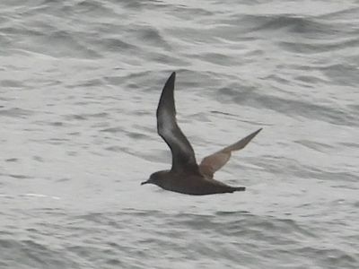 SOOTY SHEARWATER