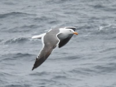 WESTERN GULL (subadult)
