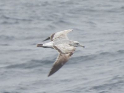 CALIFORNIA GULL (albertaensis, immature)