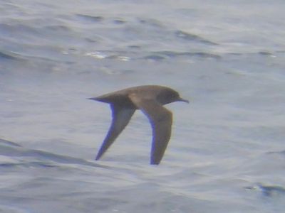 SHORT-TAILED SHEARWATER