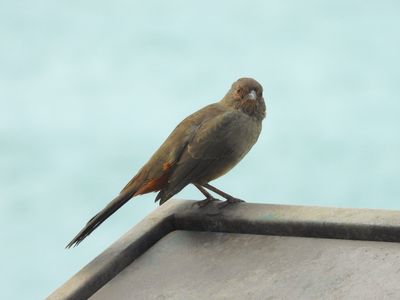 CALIFORNIA TOWHEE