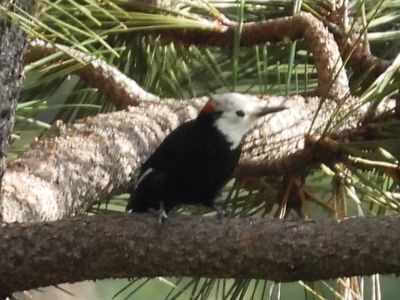 WHITE-HEADED WOODPECKER