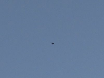 VAUX'S SWIFT