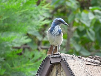 CALIFORNIA SCRUB-JAY