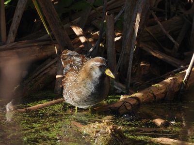 SORA