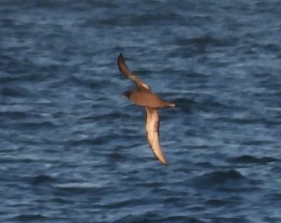 SHORT-TAILED SHEARWATER