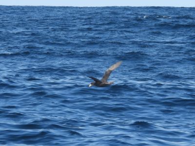 NORTHERN FULMAR (dark morph)