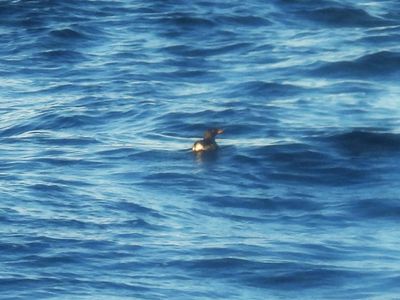 RHINOCEROS AUKLET