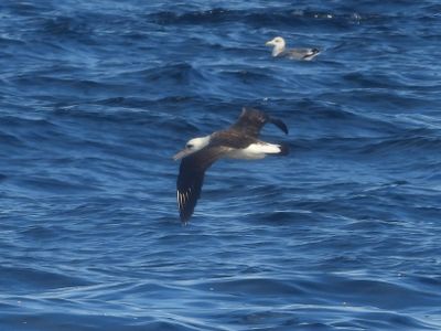 LAYSAN ALBATROSS