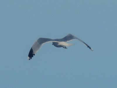 CALIFORNIA GULL (albertaensis)