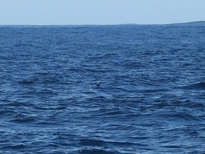 BLACK STORM-PETREL