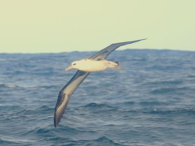 LAYSAN ALBATROSS