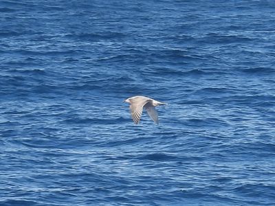 ICELAND GULL (Thayer's, immature)