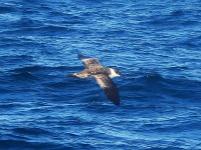 GREAT SHEARWATER
