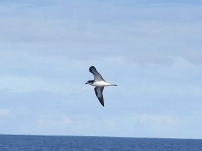 HAWAIIAN PETREL