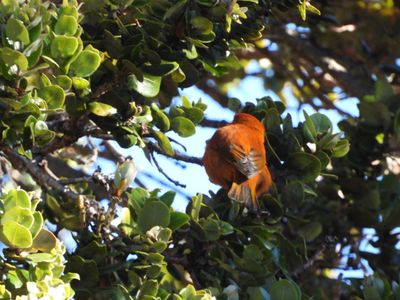 HAWAII AKEPA (male)
