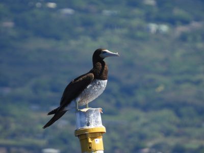 BROWN BOOBY