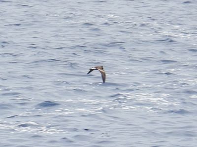 BAND-RUMPED STORM-PETREL (Hawaiian)
