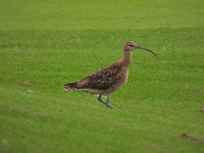 BRISTLE-THIGHED CURLEW