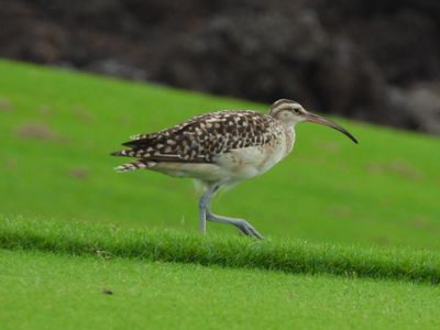 BRISTLE-THIGHED CURLEW