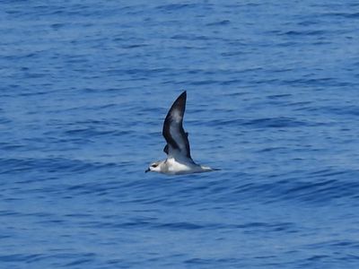 BLACK-WINGED PETREL