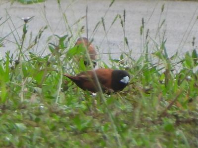 CHESTNUT MUNIA