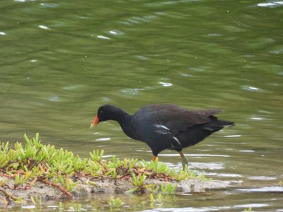 COMMON GALLINULE (Hawaiian)