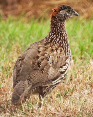 ERCKEL'S SPURFOWL